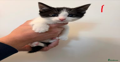 British Longhair cats - Advert 5