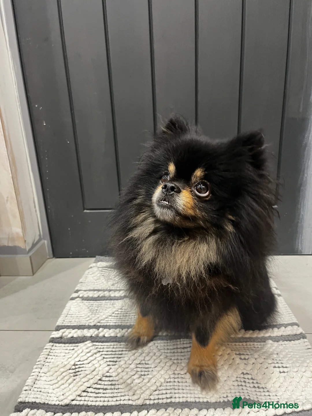 Pomeranian dogs for sale: Pomeranian - Advert 7