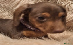 Miniature Dachshund dogs for sale: Gorgeous KC Registered Miniature Dachshund Puppies - Image 2