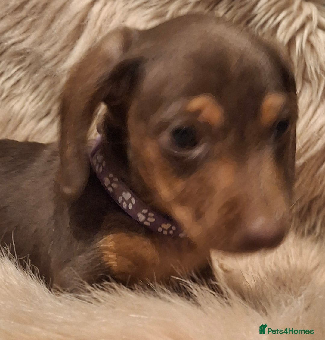 Miniature Dachshund dogs for sale: Gorgeous KC Registered Miniature Dachshund Puppies - Image 2