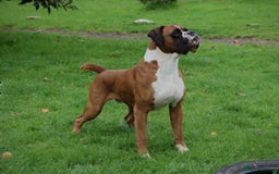 Boxer dogs for sale: ⭐️ Champion bloodline KC bobtail/tailed puppies ⭐️ - Image 8