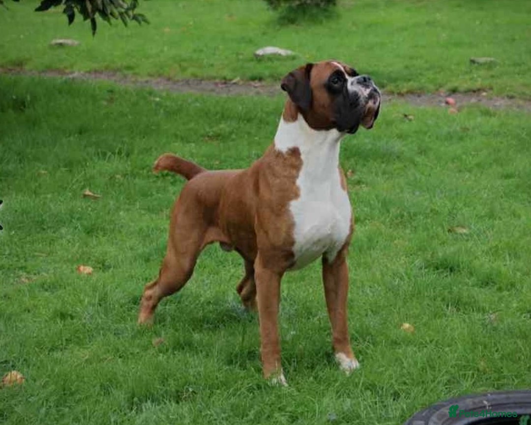 Boxer dogs for sale: ⭐️ Champion bloodline KC bobtail/tailed puppies ⭐️ - Image 8
