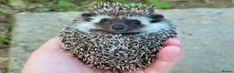 Pygmy Hedgehog rodents for sale: African Pygmy Hedgehog Hoglets - Advert 11