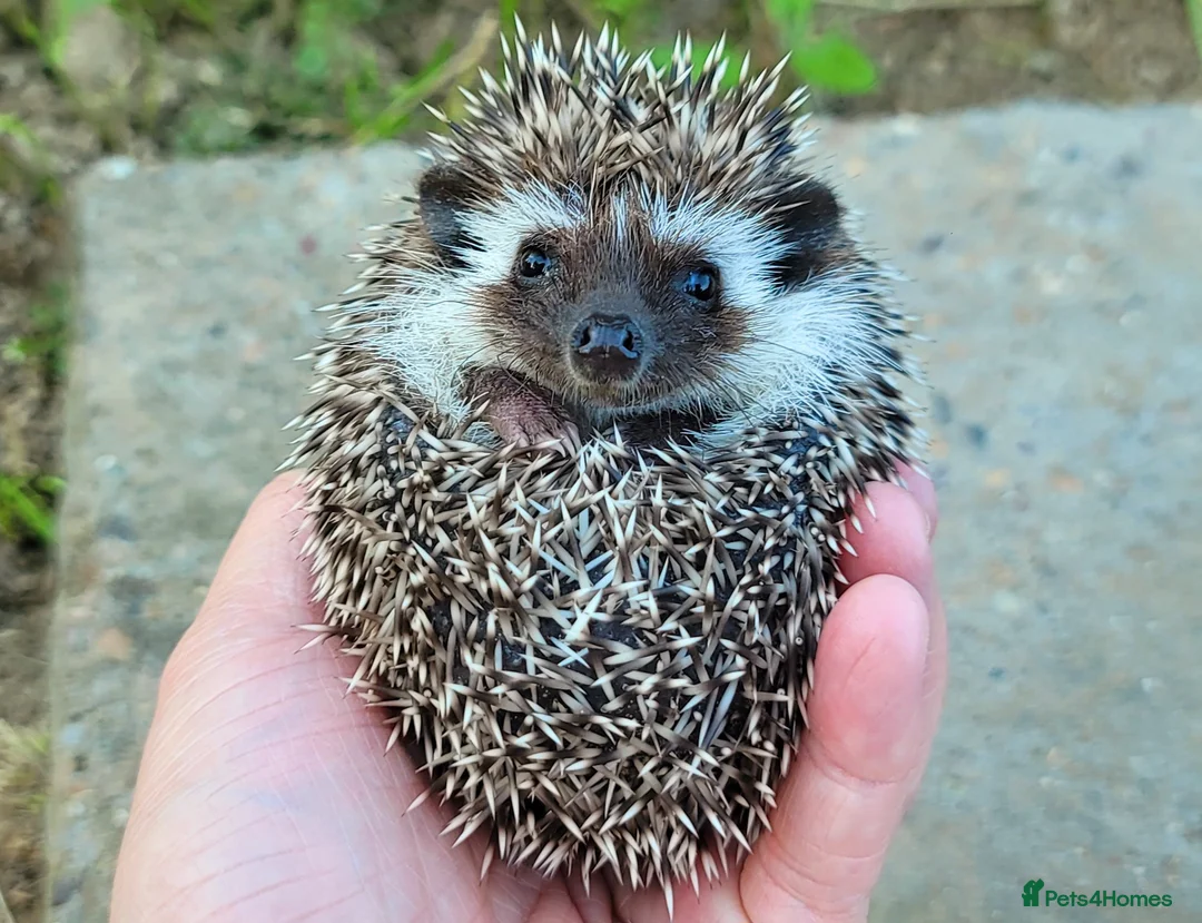 Pygmy Hedgehog rodents for sale: African Pygmy Hedgehog Hoglet - Advert 2