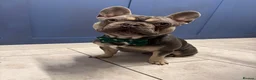 French Bulldog dogs for stud: CAPTAIN COOPER - Advert 3