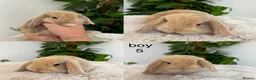 Mini Lop rabbits for sale: pure Mini lop babies  - Advert 2