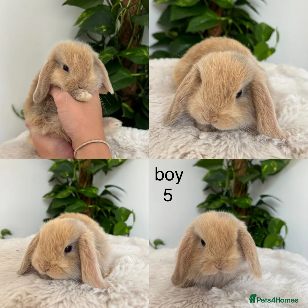 Mini Lop rabbits for sale: pure Mini lop babies  - Advert 2