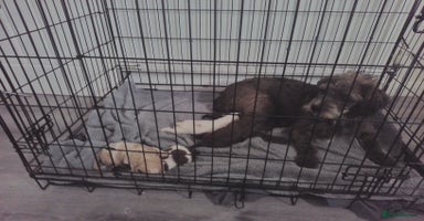 Mixed Breed dogs - Advert 4