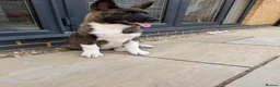 Akita dogs for sale: American Akita male in Peterborough - Advert 1