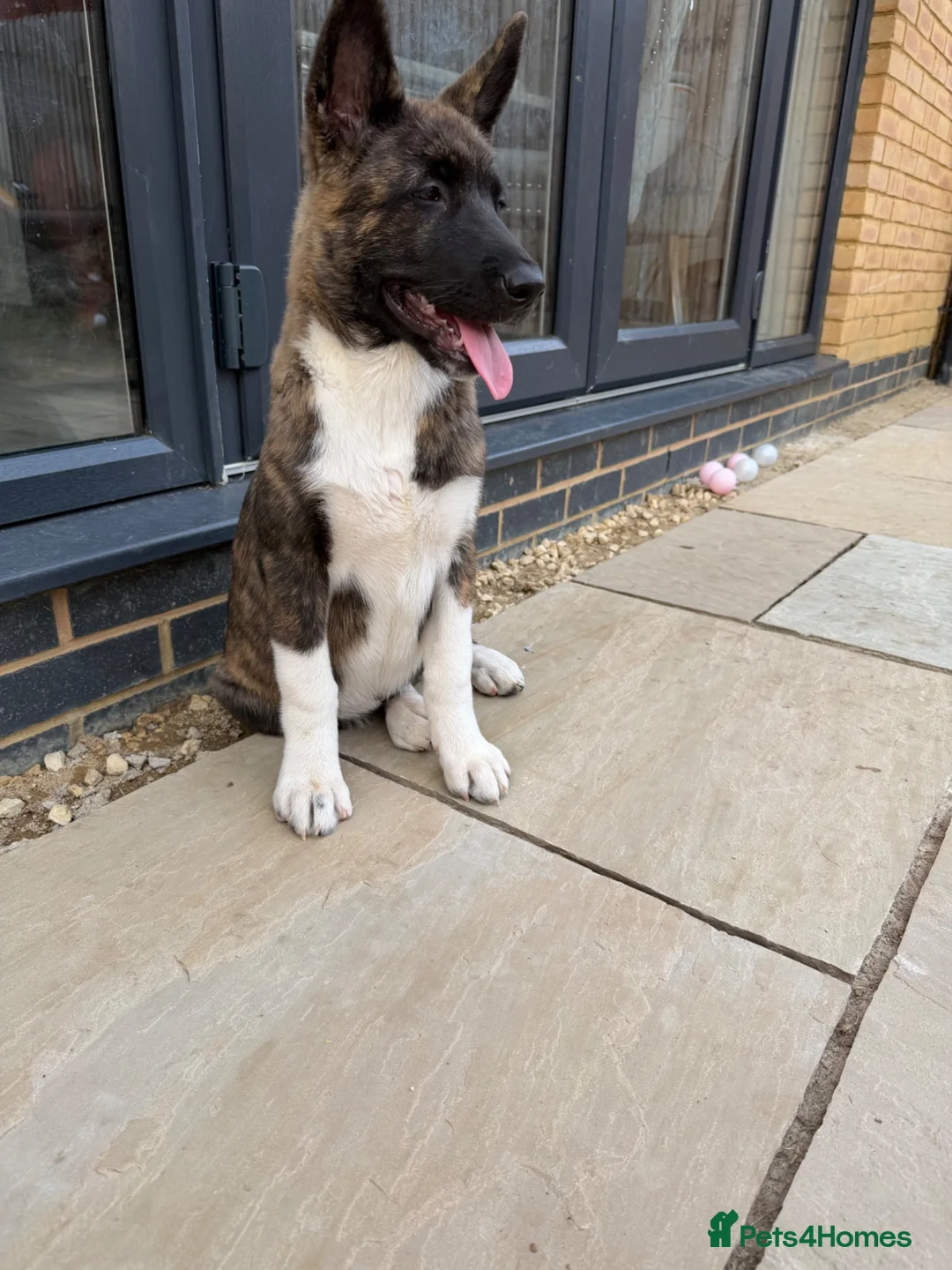 Akita dogs for sale: American Akita male in Peterborough - Advert 1