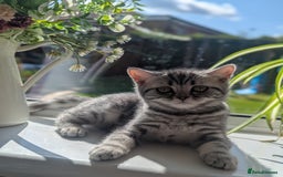 British Shorthair cats for sale: Gorgeous British shorthair silver Tabby  - Image 2