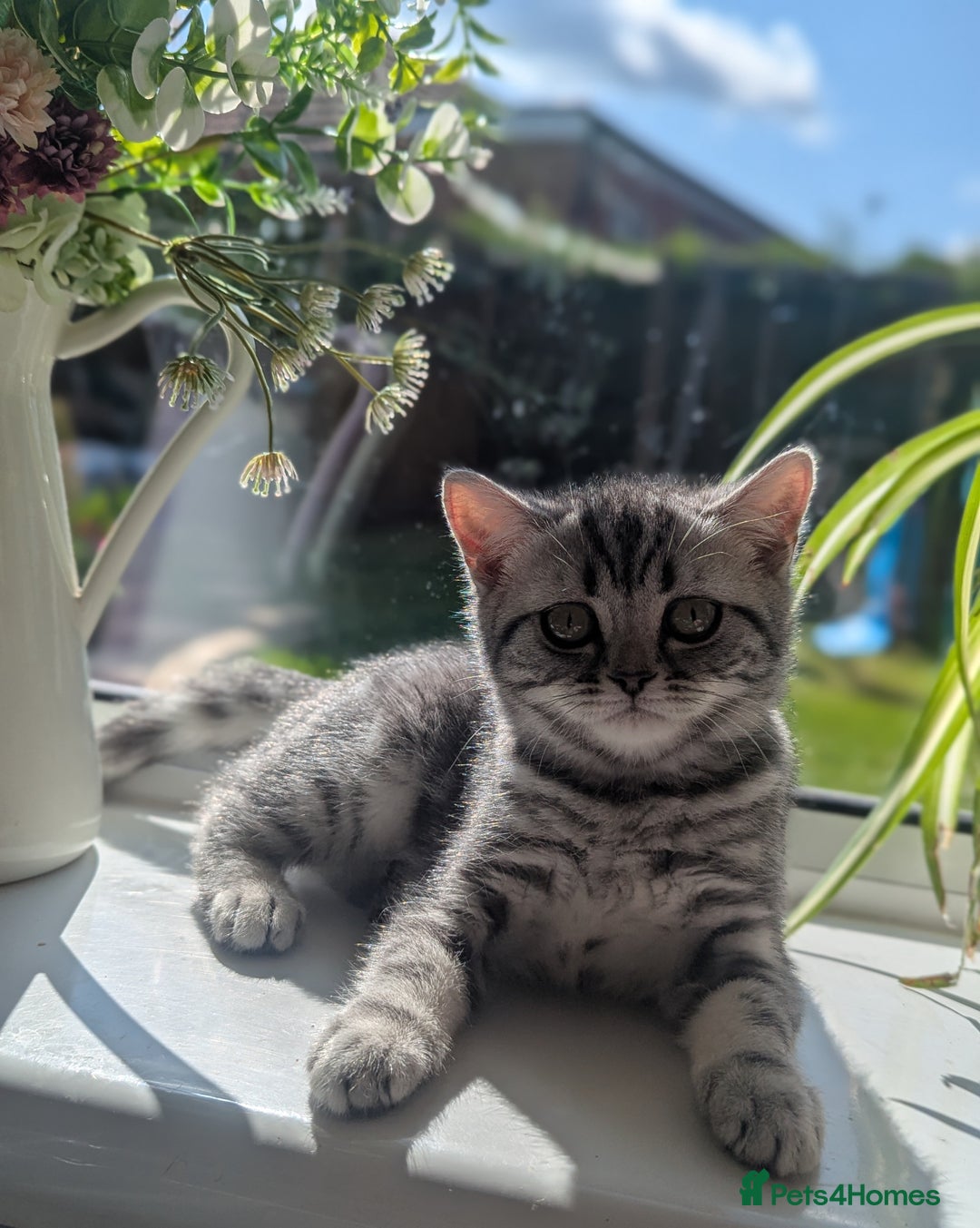 British Shorthair cats for sale: Gorgeous British shorthair silver Tabby  - Image 2