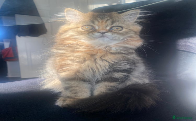 Persian cats in Gateshead - Advert 2
