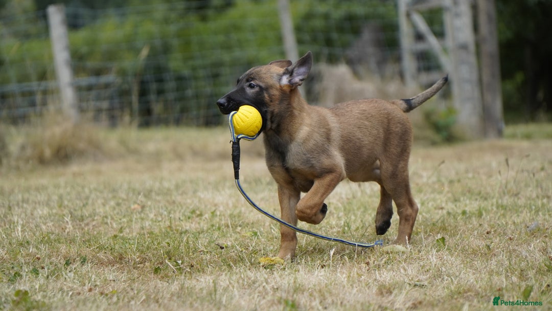 Belgian Shepherd Dog dogs for sale: KC registered Belgian Malinois – Stable,Balanced🐾 - Image 22