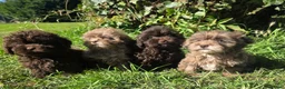 Shihpoo dogs for sale: Ready now toy shihpoos vaccinated. - Advert 25
