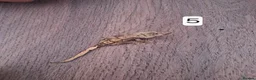 Gecko reptiles for sale: Crested geckos - Advert 9
