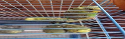 Budgerigars birds for sale: Baby budgies 2026 - Advert 5