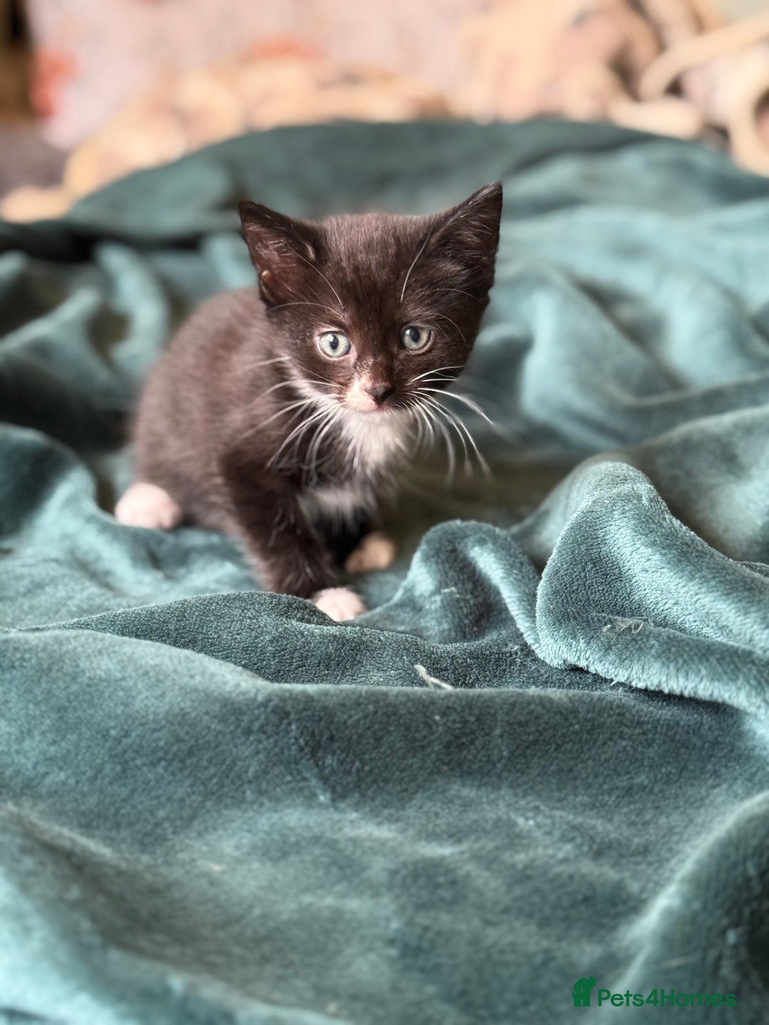 Mixed Breed cats for sale: Female kitten  - Image 4