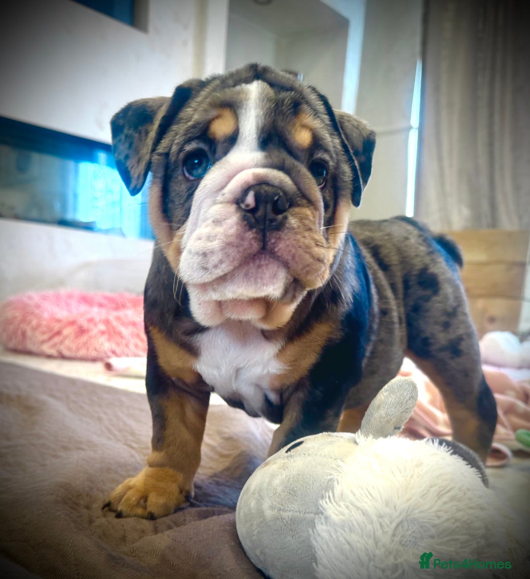 English Bulldog dogs for sale: READY TO GO Full Pedigree health tested bulldogs - Image 4