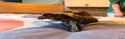 Tortoise reptiles for sale: male friendly tortoise - Advert 7
