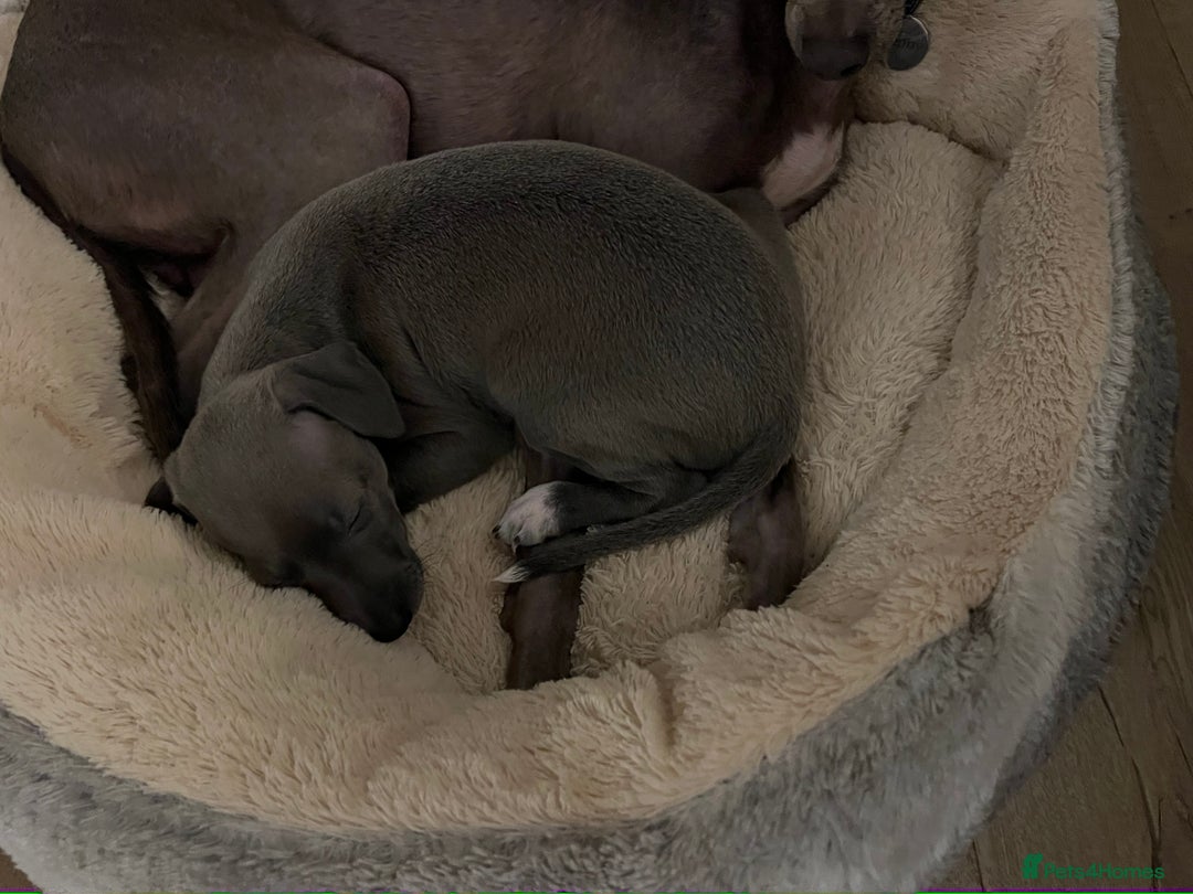 Italian Greyhound dogs for sale: 🐾kc registered Italian greyhound puppies 🐾 - Advert 5