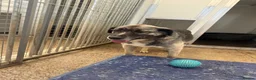 Mixed Breed dogs for adoption: Tully is waiting for a family  - Advert 9