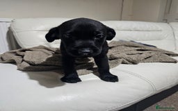 Labrador Retriever dogs for sale: 2boys / 4 girls  READY TODAY FOR FOREVER HOMES - Image 30