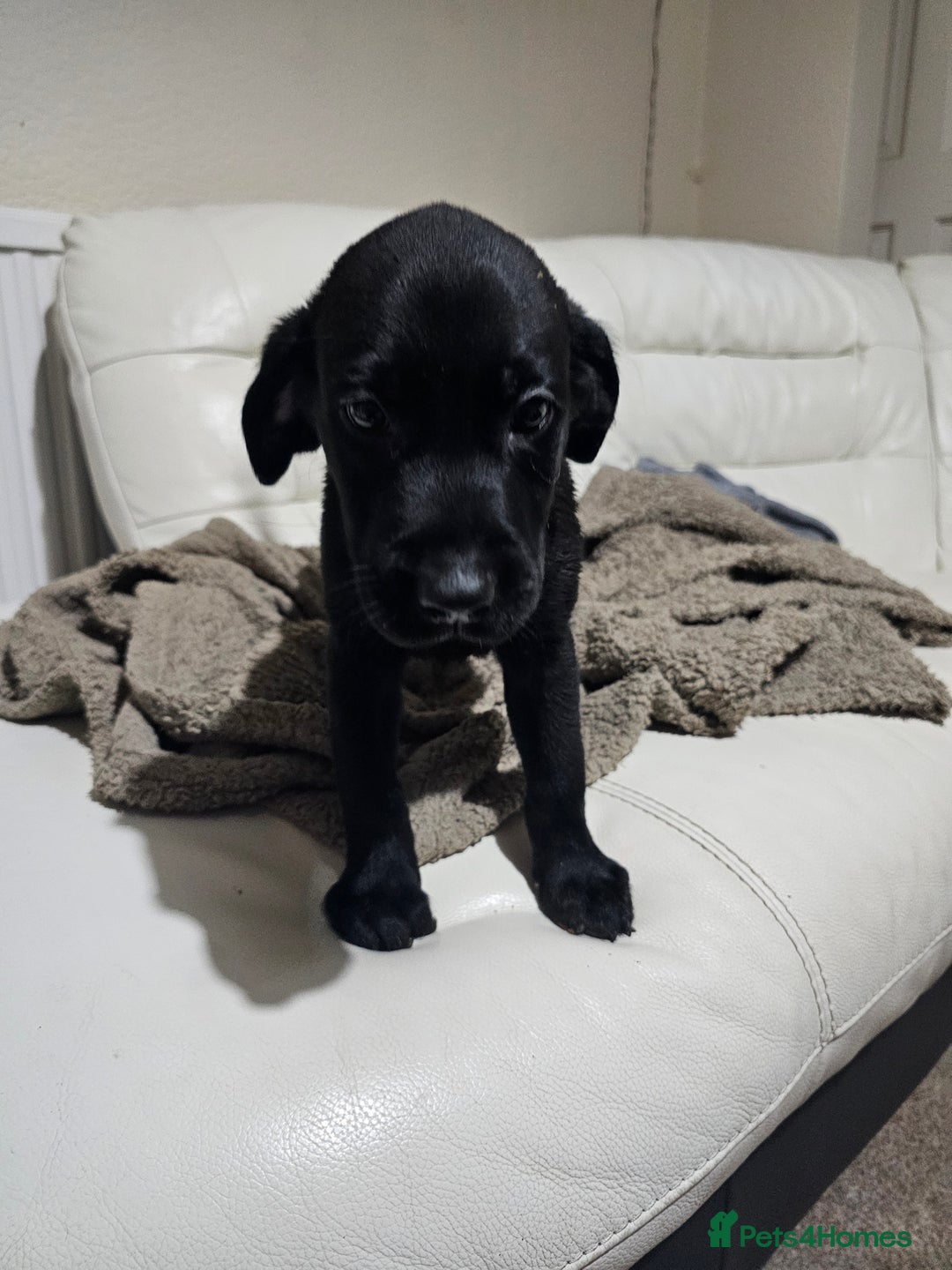 Labrador Retriever dogs for sale: 2boys / 4 girls  READY TODAY FOR FOREVER HOMES - Image 30