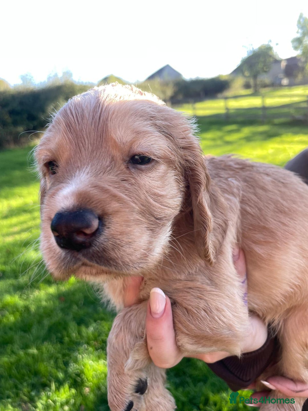 Cocker Spaniel dogs for sale: KC registered cocker spaniel pups for sale  - Image 4