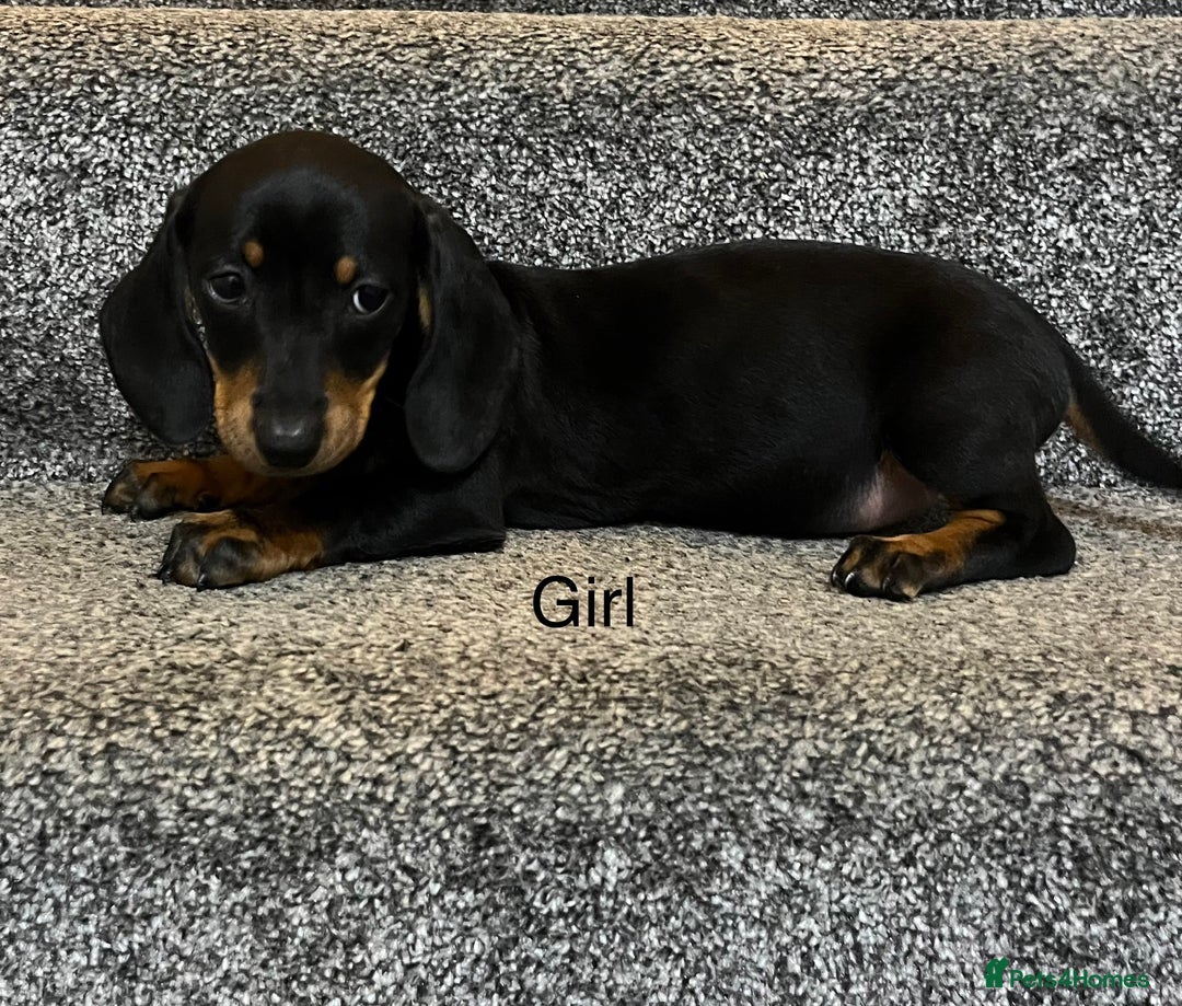 Miniature Dachshund dogs for sale: Miniature dachshund puppies  - Advert 2