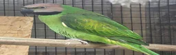 Parakeets birds for sale: Breeding Pair Mustache Parakeets - Advert 4