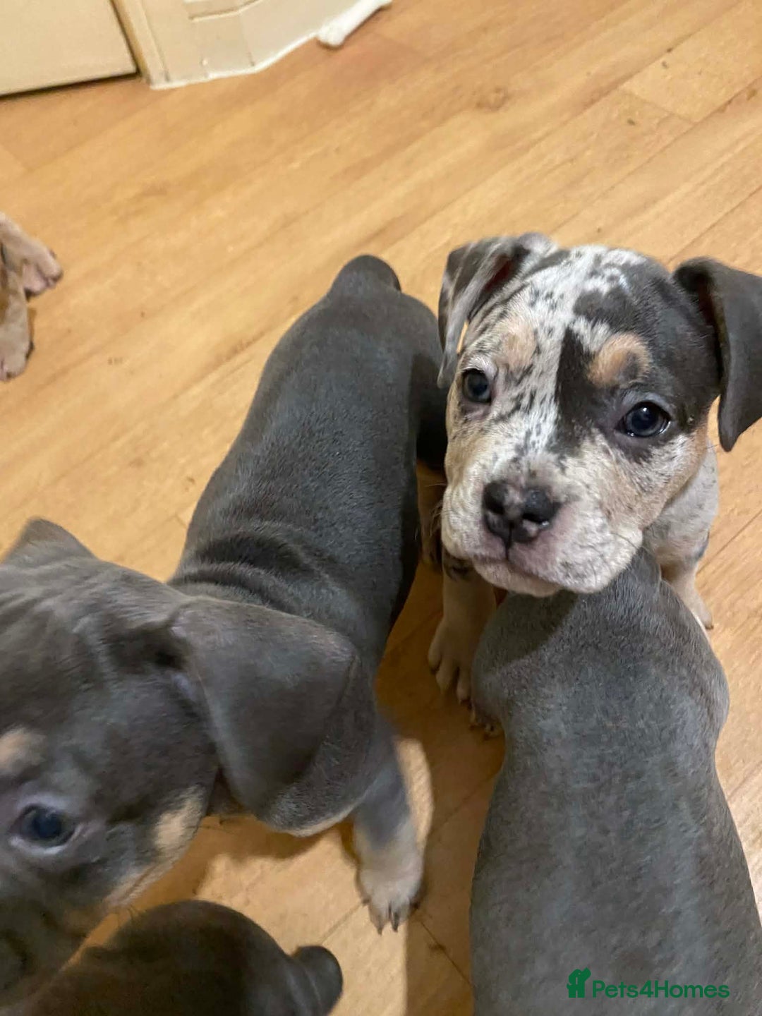 French Bulldog dogs for sale: French bulldog puppies x7  - Advert 7