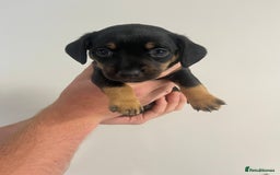 Mixed Breed dogs for sale: 8 beautiful dashaund X Jack Russel puppies  - Image 3