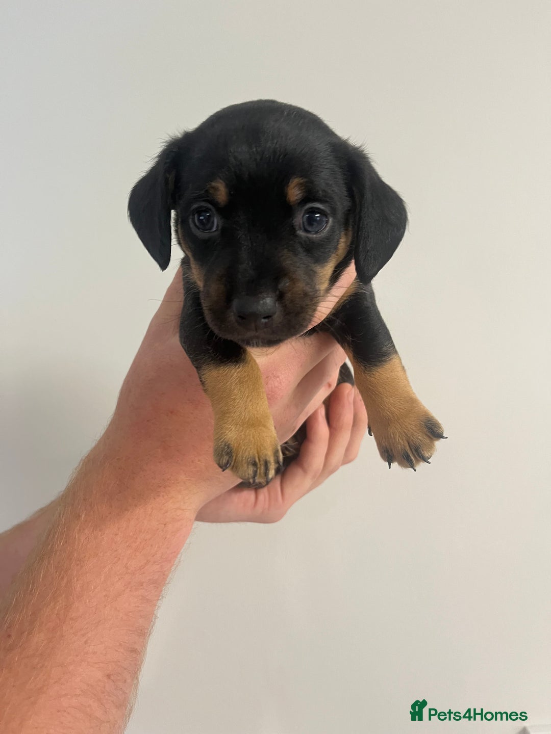 Mixed Breed dogs for sale: 8 beautiful dashaund X Jack Russel puppies  - Image 3
