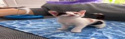 Mixed Breed cats for sale: Gorgeous Calico and Ginger kittens in Eastleigh - Advert 2