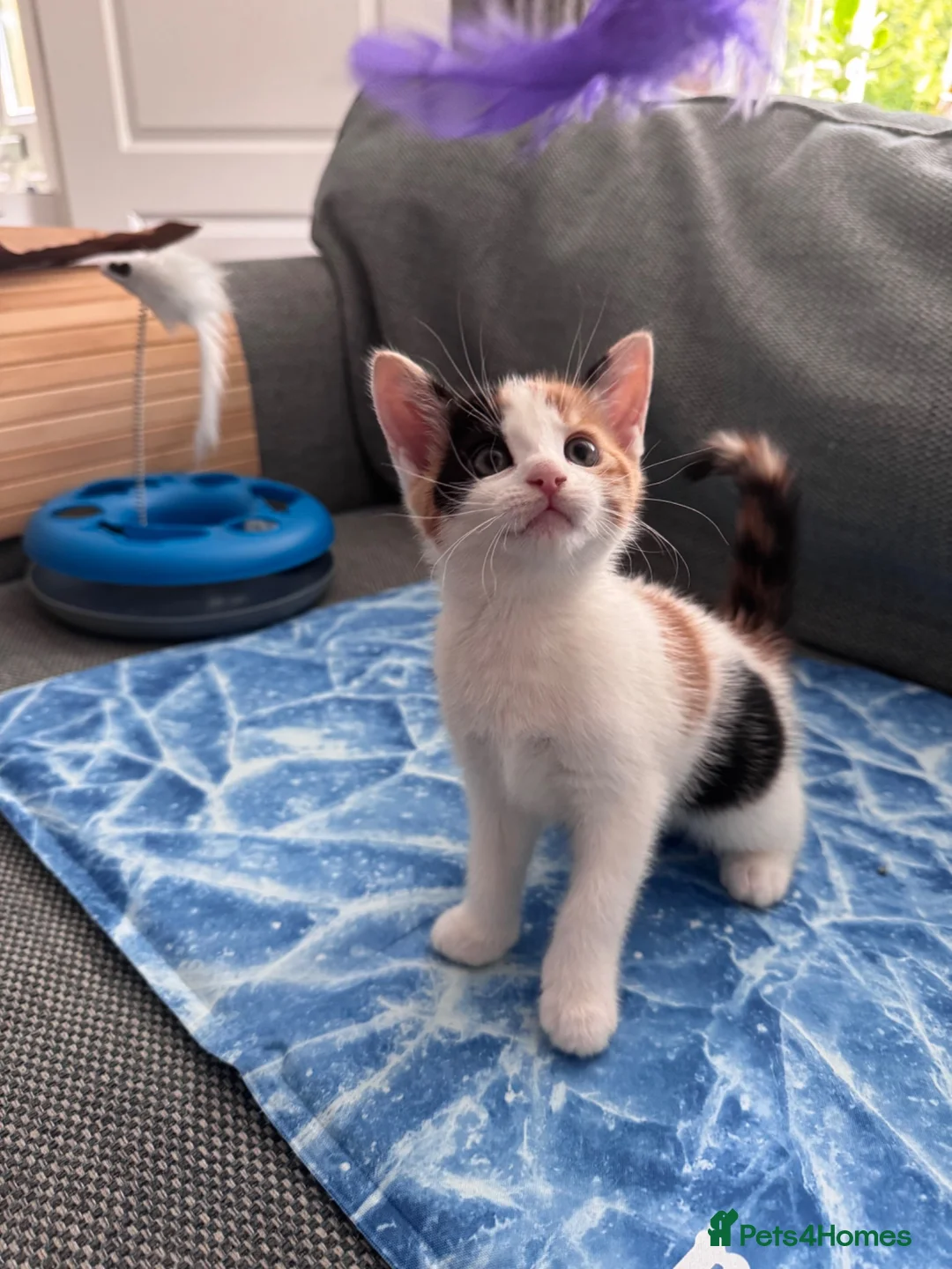 Mixed Breed cats for sale: Gorgeous Calico and Ginger kittens in Eastleigh - Advert 2