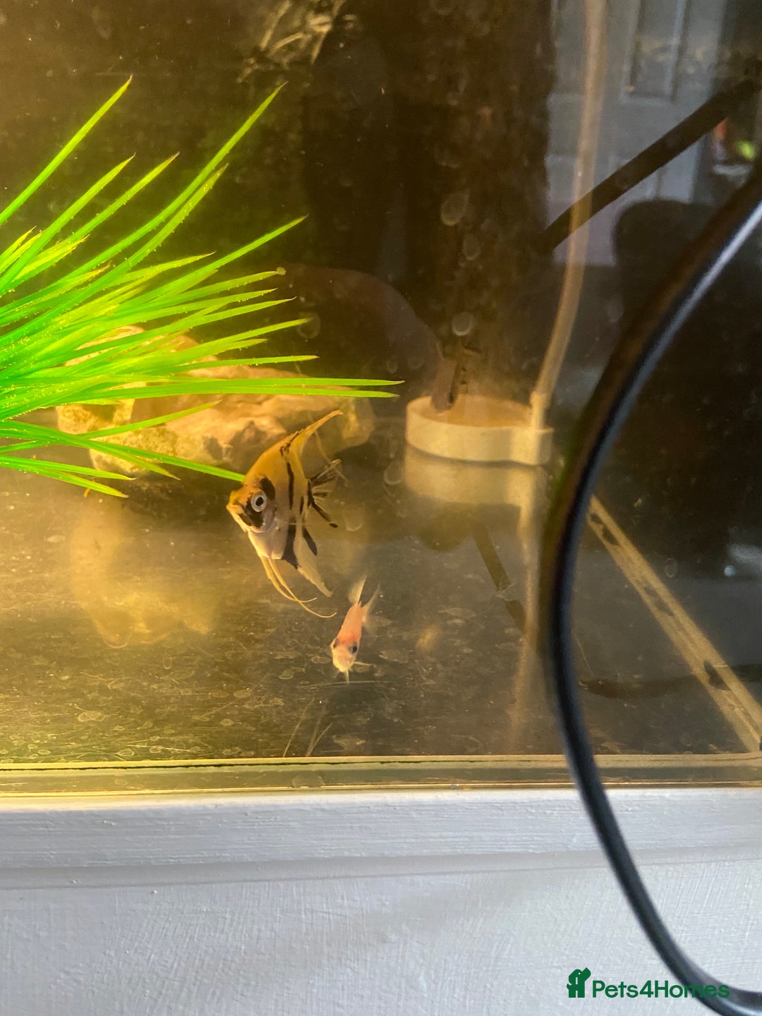 Other/Mixed Breed fish for sale: Male Map Turtle & 12 Fish with full setup - Image 5