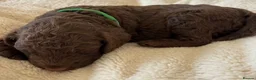 Cockapoo dogs for sale: Cockapoo Puppies - Advert 17