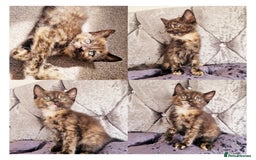 Mixed Breed cats for sale: Your New Fur Baby Is Here !  - Image 2