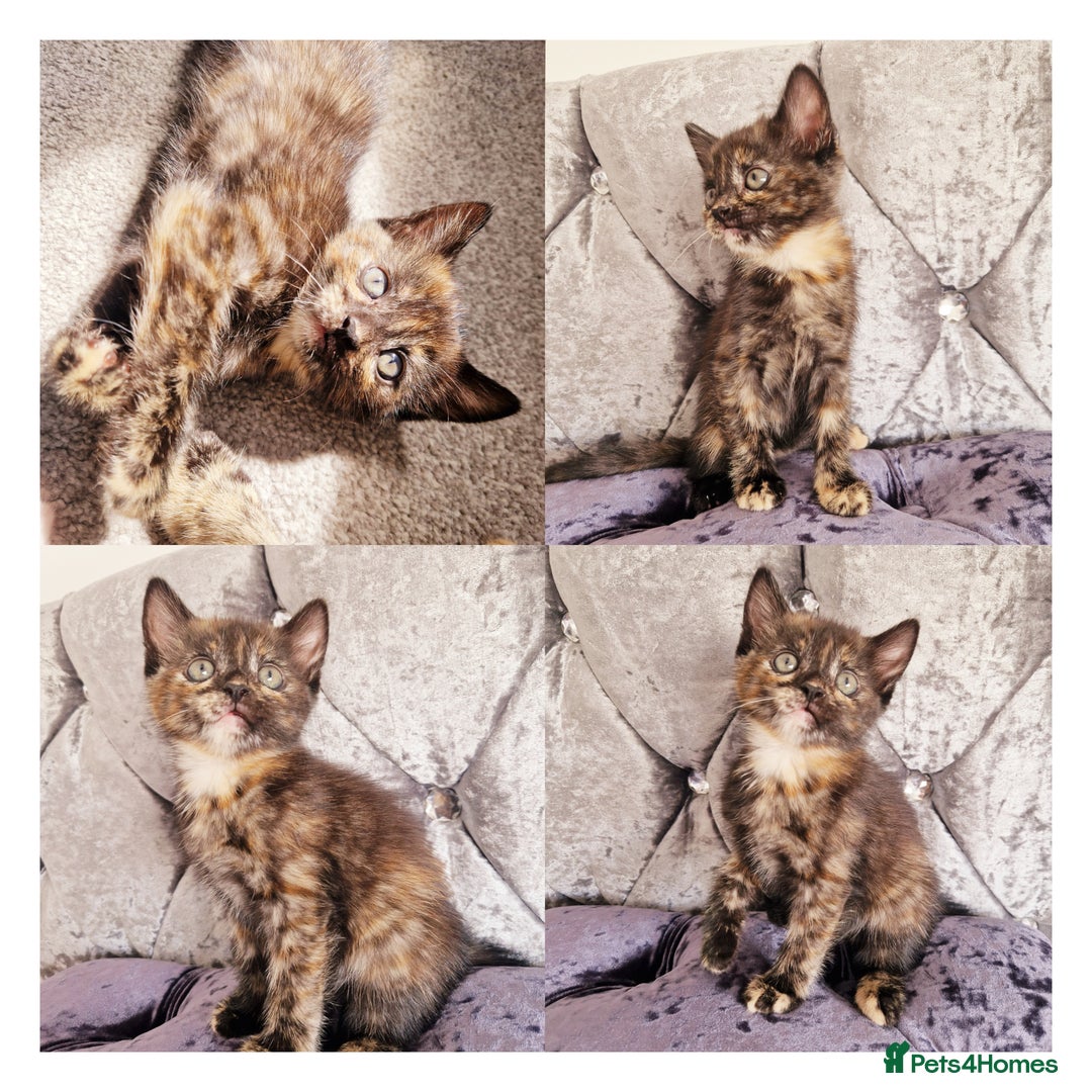 Mixed Breed cats for sale: Your New Fur Baby Is Here !  - Image 2
