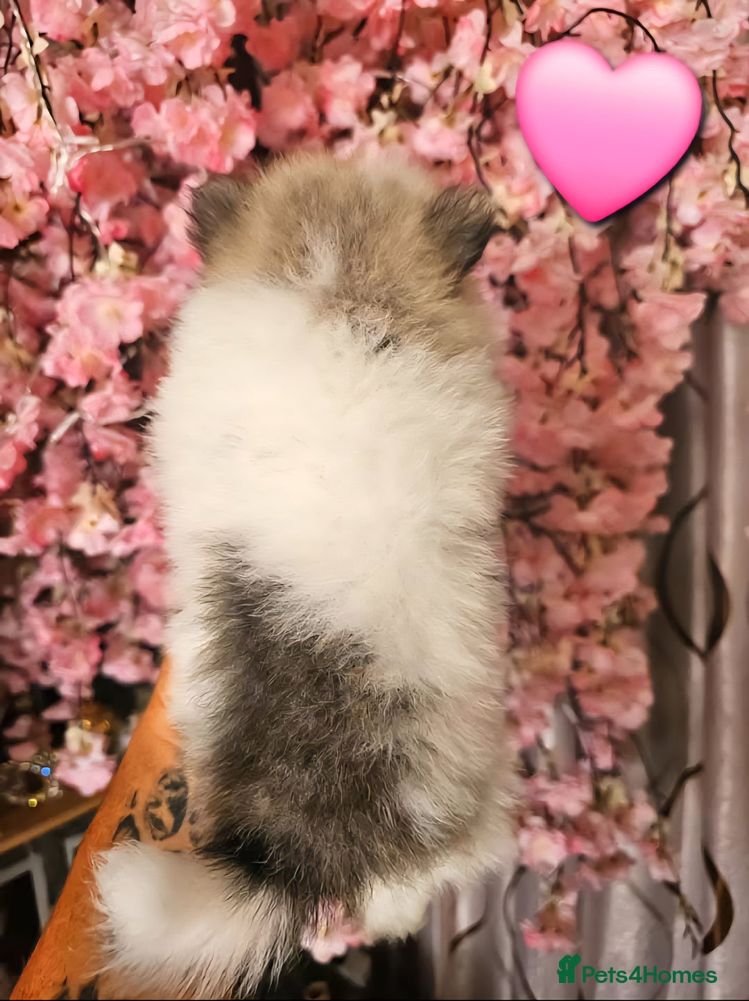Pomeranian dogs for sale: Waaaaw #SUPERB #POMERANIAN's - Image 7