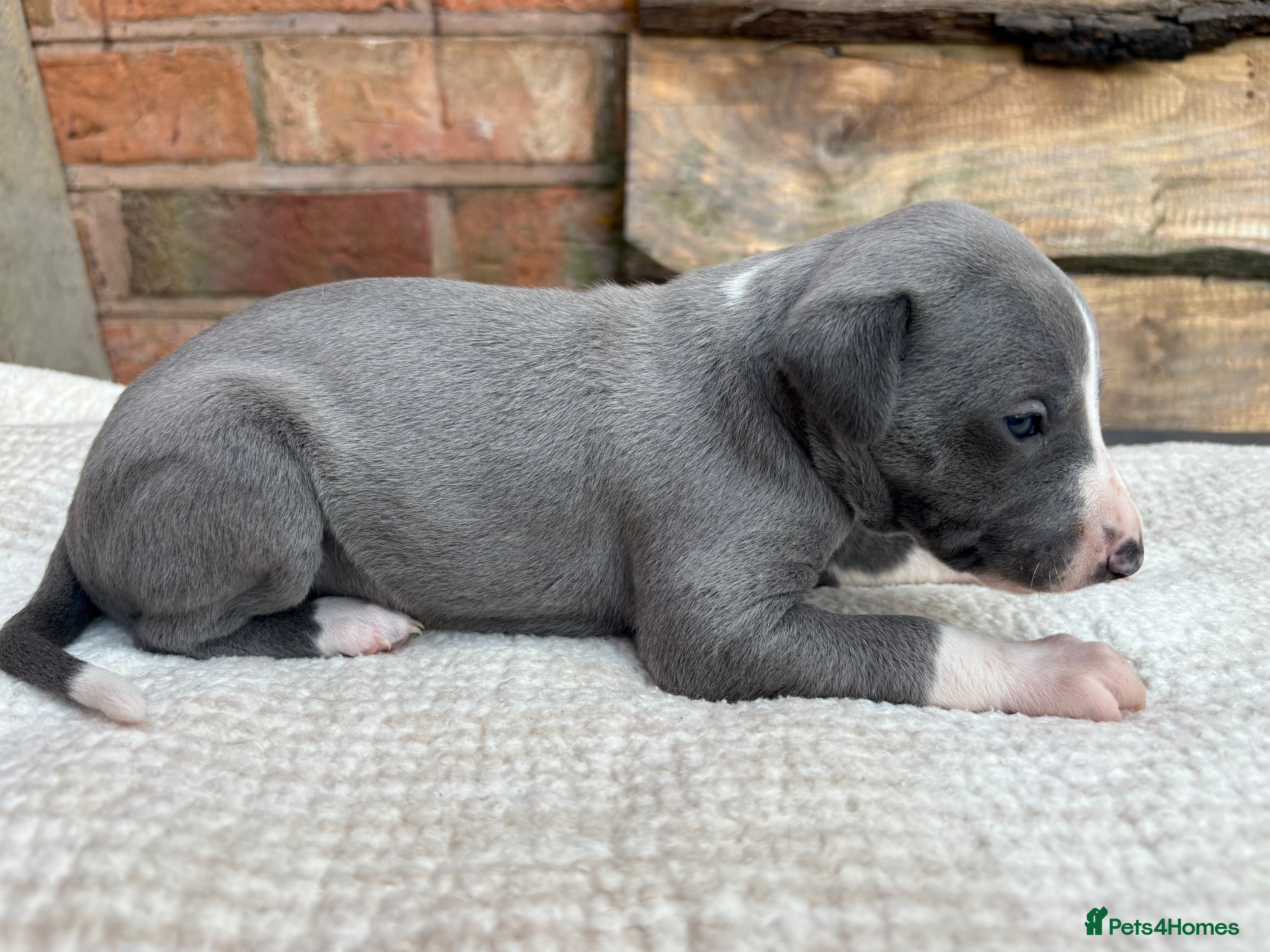 Whippet dogs Exceptional bred whippets for sale  - Advert 2