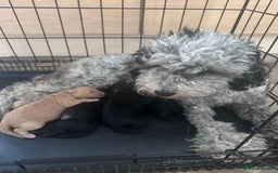 Poochon dogs for sale: Beautiful Poochon pups ❤️ - Image 8