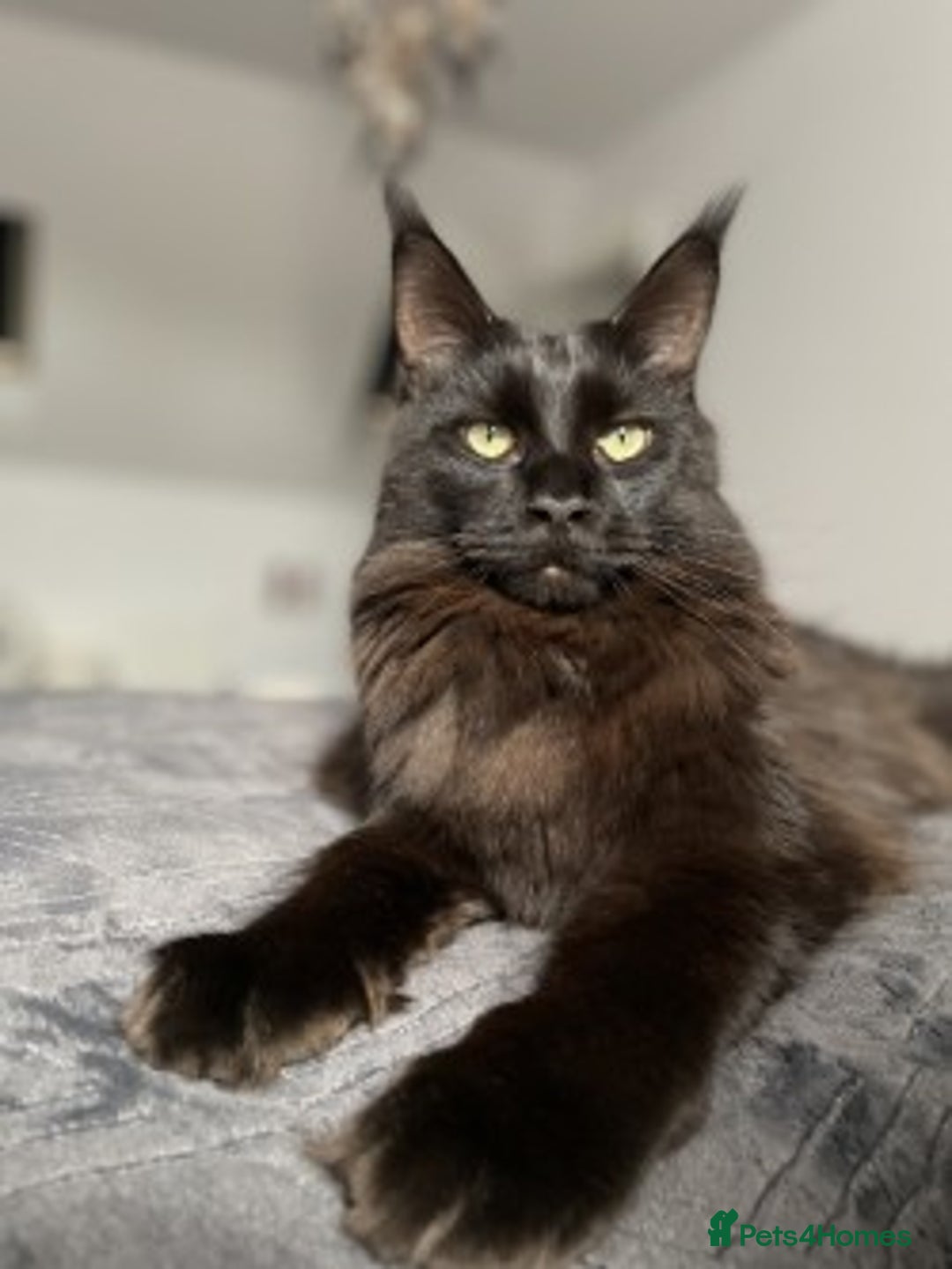 Maine Coon cats for sale: 2x Maine Coon sisters (GCCF) - Advert 5