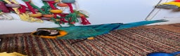 Macaws birds for sale: Baby hand reared macaw - Advert 5