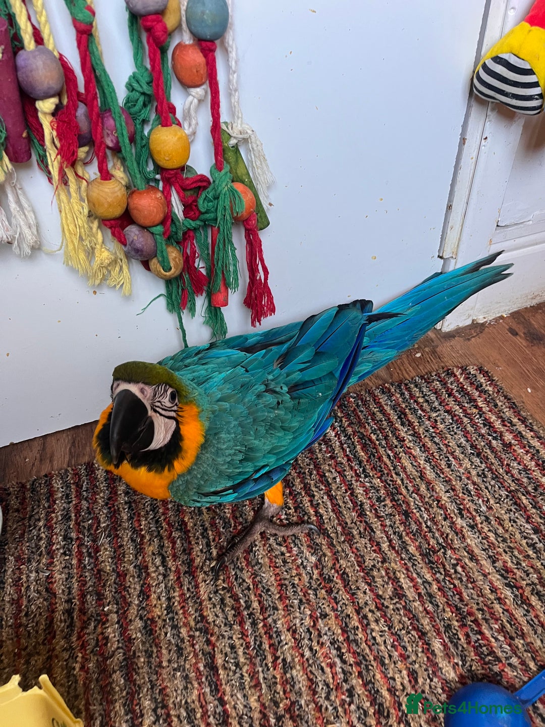 Macaws birds for sale: Baby hand reared macaw - Advert 5