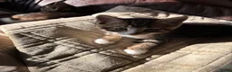 Mixed Breed cats for sale: Tortoise shell kittens - Advert 3