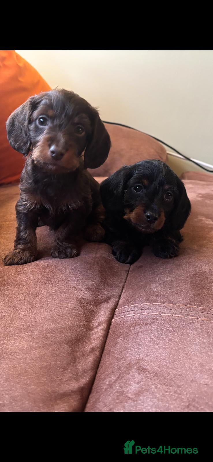 Doxiepoo dogs 🐶✨Adorable Doxypoo Puppies for Sale✨🐶 - Advert 1