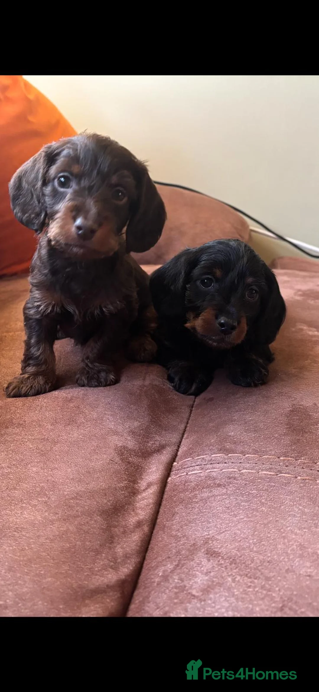 Doxiepoo dogs for sale: 🐶✨Adorable Doxypoo Puppies for Sale✨🐶 - Advert 1