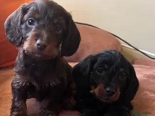 Doxiepoo dogs 🐶✨Adorable Doxypoo Puppies for Sale✨🐶 - Advert 1